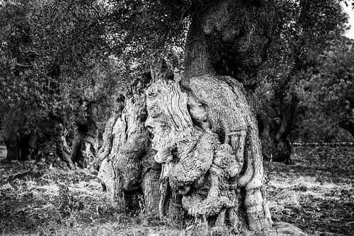 Visages d'un arbre noir et blanc