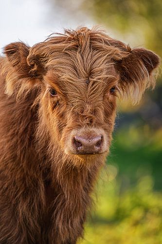 Highlander écossais