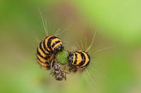 The two caterpillars and the ant ...