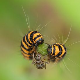 The two caterpillars and the ant ... by Jacqueline Gerhardt