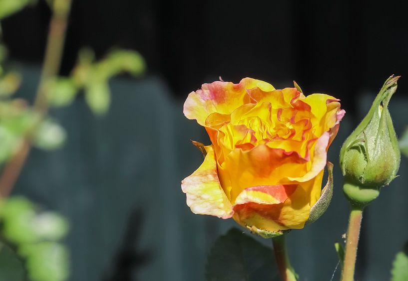 Close up of a rose blossom by MPfoto71