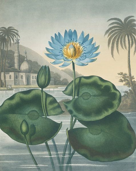 The Blue Egyptian Water-Lily, Robert John Thornton by Masterful Masters