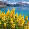 Gelbe Lupinen am Lake Wakatipu, Neuseeland von Christian Müringer