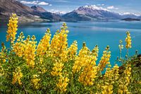 Gele lupinen bij Lake Wakatipu, Nieuw Zeeland