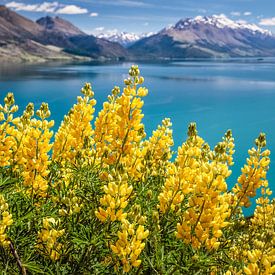 Gele lupinen bij Lake Wakatipu, Nieuw Zeeland van Christian Müringer