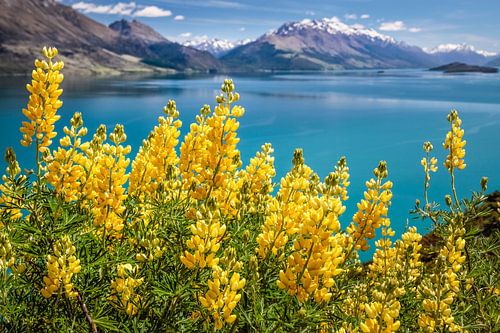 Gelbe Lupinen am Lake Wakatipu, Neuseeland