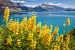 Gelbe Lupinen am Lake Wakatipu, Neuseeland von Christian Müringer