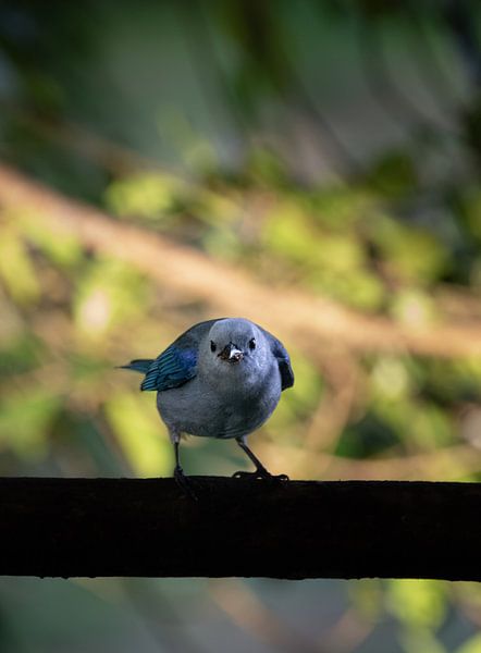 Blaugraue Tangare - Ein Hauch von tropischem Blau in Costa Rica von Rick Massar