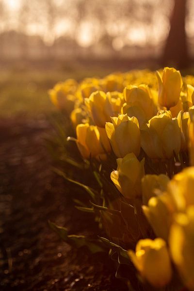 Tulpenveld bij zonsondergang von Leonie Boverhuis