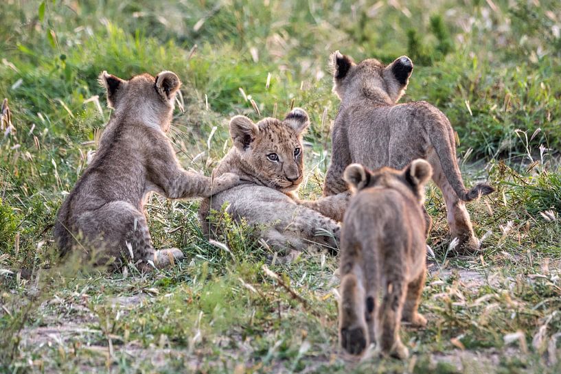 Speelse leeuwenwelpen  in de natuur van Afrika van Chi