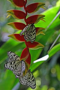 Papillons zébrés sur un Heliconia