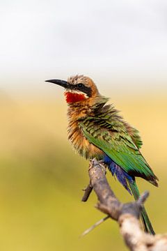 White-fronted bee-eater with loose feathers on a branch by Simone Janssen