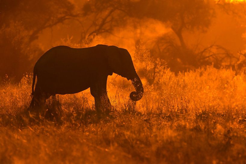 Gouden olifant in savute, Mario Moreno van 1x