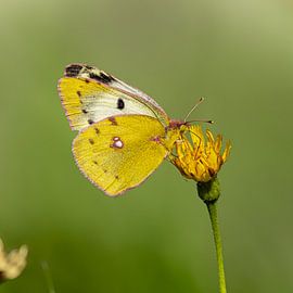 Luzernefalter auf der Alpweide von Bert Huisman