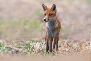 Un jeune renard roux se tient dans un champ et observe les environs sur Mario Plechaty Photography