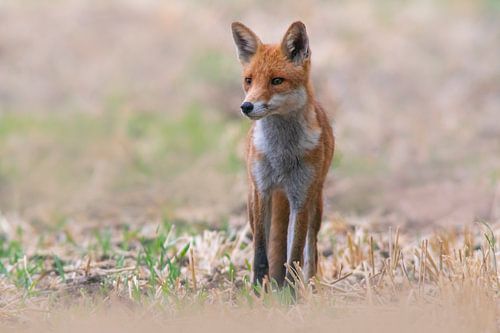 Jonge rode vos die in een veld staat en de omgeving observeert
