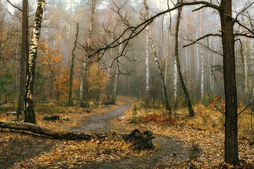 brume d'automne dans la forêt par Mykhailo Sherman