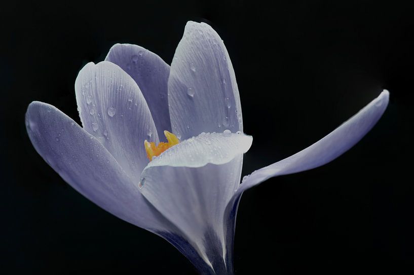 Fresh with rain courage on flower bud in spring by Jolanda de Jong-Jansen