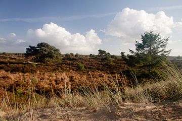 Heideveld in Nationaal Park Drents-Friese Wold bij Appelscha van Meindert van Dijk