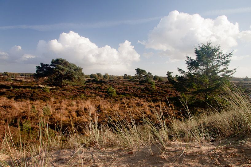 Heideveld in Nationaal Park Drents-Friese Wold bij Appelscha von Meindert van Dijk