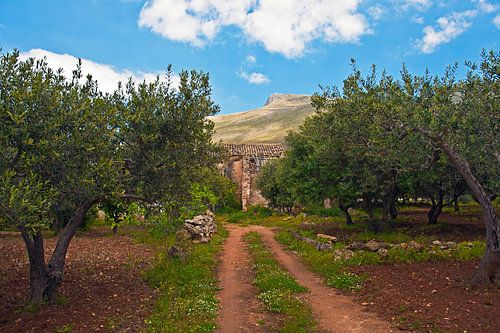 Olijfboomgaard in het natuurreservaat Monte Cofano op Sicilië
