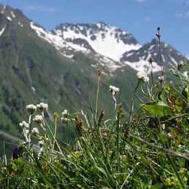 Zwitserse Alpenweide von Kim Koppenol