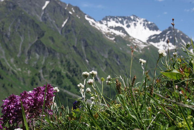 Zwitserse Alpenweide von Kim Koppenol