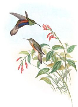 Adela's heuvelster, John Gould van Hummingbirds
