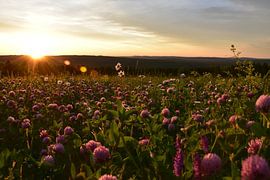 Ein Kleefeld an einem Sommermorgen von Claude Laprise