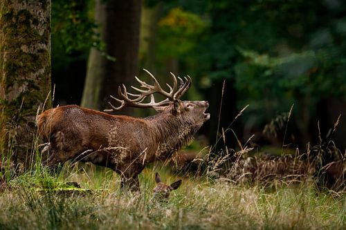 Hirsche in der Brunft