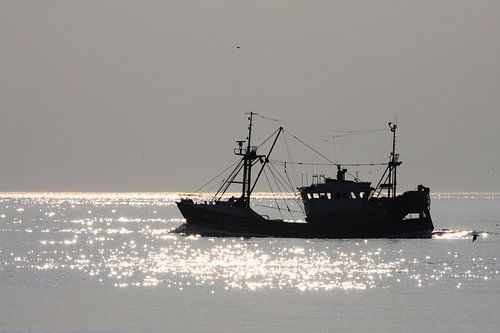 Kotter in tegenlicht