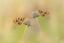 Zilveren maan von Ina Hendriks-Schaafsma