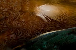 Martin-pêcheur à plumes