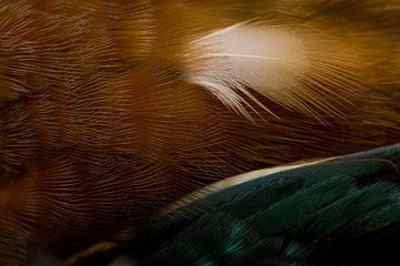 Verenpracht ijsvogel van Danny Slijfer Natuurfotografie