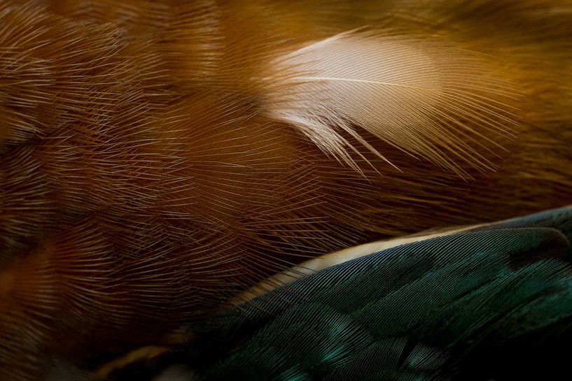 Feathered kingfisher by Danny Slijfer Natuurfotografie