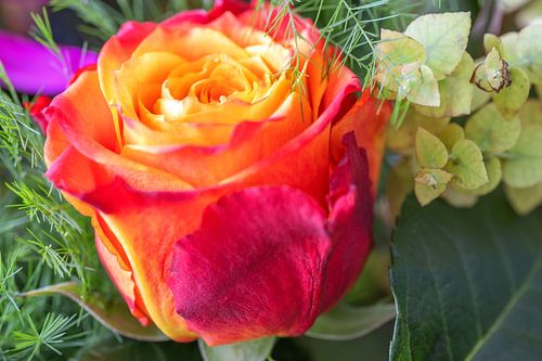 FLORA : ROSE D'AMOUR