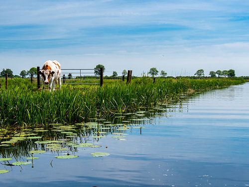 Vache dans un pré