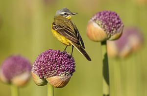 Gele kwikstaart op een bloem van een uienbol van Menno Schaefer