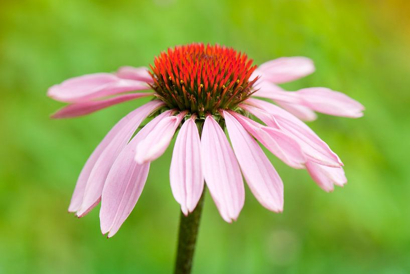  Coneflower (Echinacea purpurea) von Tamara Witjes