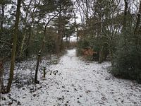 Winter forest