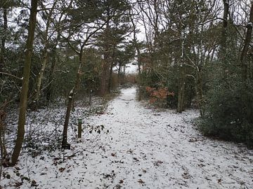 Winter bos van Klaas Roos