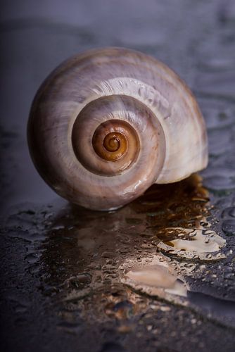 Slakkenhuisje tussen de druppels