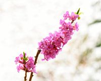 Daphne