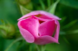 Du rose dans le vert sur Frank Kuschmierz