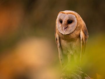 Die Schleiereule von Willemijn Wolthaus