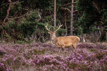 Edelhert op de hoge veluwe
