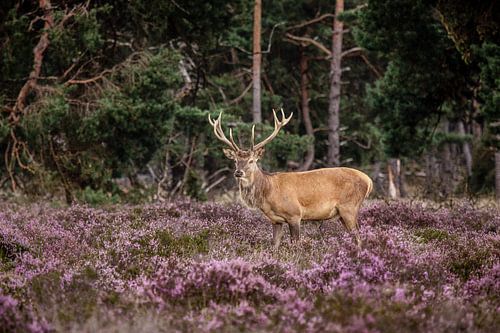 Edelhert op de hoge veluwe