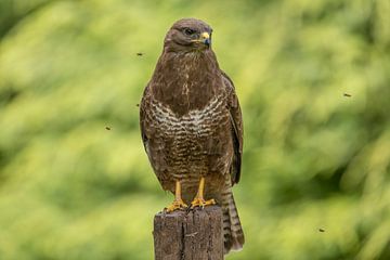 Buzzard, with wasps