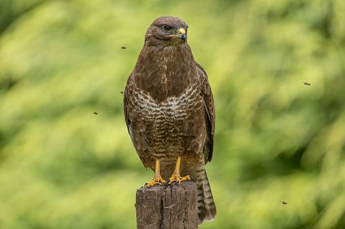 Buizerd, met wespen