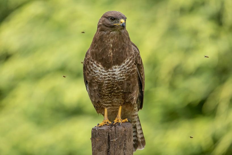 Buzzard, with wasps by Tanja van Beuningen